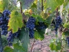 07-sangiovese-02.jpg