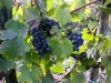 08-sangiovese-03.jpg