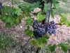 09-sangiovese-04.jpg