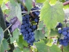 10-sangiovese-05.jpg