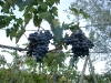 11-sangiovese-06.jpg