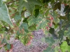 12-foglia-malata-01.jpg