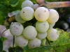 13-malvasia-01.jpg