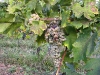 14-malvasia-02.jpg