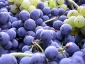 03-uva-dettaglio.jpg