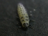 Larva in primo piano
