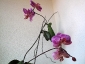 phalaenopsis-keiki-fiore-05