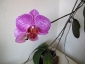 phalaenopsis-keiki-fiore-06