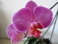 phalaenopsis-keiki-fiore-07