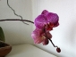 phalaenopsis-keiki-fiore-08