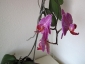 phalaenopsis-keiki-fiore-09