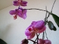 phalaenopsis-keiki-fiore-10