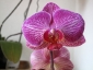phalaenopsis-keiki-fiore-11