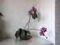 phalaenopsis-keiki-fiore-12