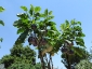 albero-melanzane-04