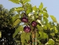 albero-melanzane-05