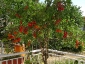albero-pomodori-06