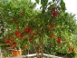 albero-pomodori-07