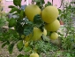pomelo-Citrus-maxima-01