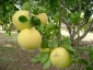 pomelo-Citrus-maxima-02