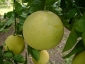pomelo-Citrus-maxima-03