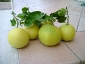 pomelo-Citrus-maxima-04