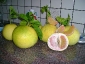 pomelo-Citrus-maxima-05