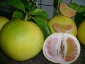pomelo-Citrus-maxima-06