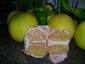 pomelo-Citrus-maxima-07