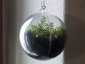 pianta-nella-sfera2