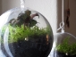 pianta-nella-sfera3
