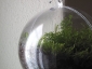pianta-nella-sfera4