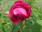 Rosa antica 2