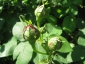Rosa antica 4