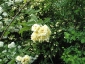 Rosa Banksiae Lutea fiori