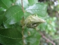 Rosa Bracteata boccio