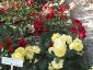 Florablog-Roseto-Botanico-Carla-Fineschi-01.jpg