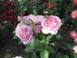 Florablog-Roseto-Botanico-Carla-Fineschi-02.jpg