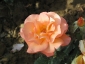 Florablog-Roseto-Botanico-Carla-Fineschi-03.jpg