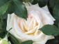 Florablog-Roseto-Botanico-Carla-Fineschi-04.jpg