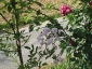 Florablog-Roseto-Botanico-Carla-Fineschi-05.jpg