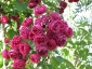 Florablog-Roseto-Botanico-Carla-Fineschi-06.jpg