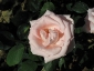Florablog-Roseto-Botanico-Carla-Fineschi-08.jpg