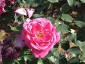Florablog-Roseto-Botanico-Carla-Fineschi-09.jpg