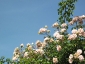 Florablog-Roseto-Botanico-Carla-Fineschi-11.jpg