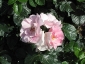Florablog-Roseto-Botanico-Carla-Fineschi-12.jpg