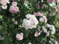 Florablog-Roseto-Botanico-Carla-Fineschi-14.jpg