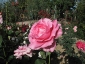 Florablog-Roseto-Botanico-Carla-Fineschi-15.jpg