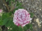 Florablog-Roseto-Botanico-Carla-Fineschi-16.jpg