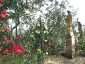 Florablog-Roseto-Botanico-Carla-Fineschi-17.jpg